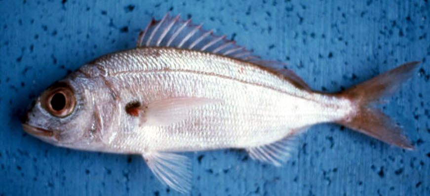 Pagellus acarne_09.jpg